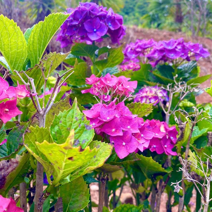 Villetta Gramado Florenca מראה חיצוני תמונה
